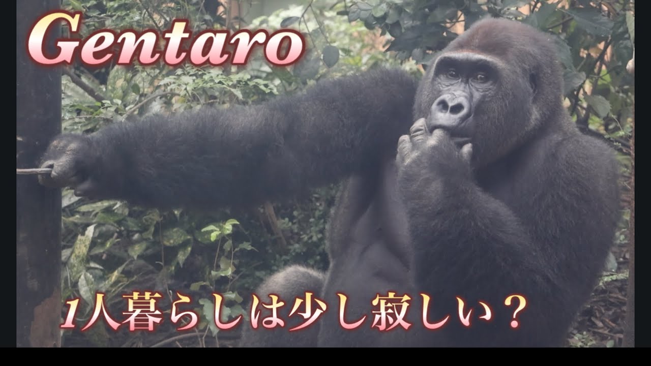 Gorilla⭐️I will have to say goodbye to Gentaro someday, so