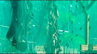 Download Lagu Indoplangsir Farm sedang live sekarang! MP3