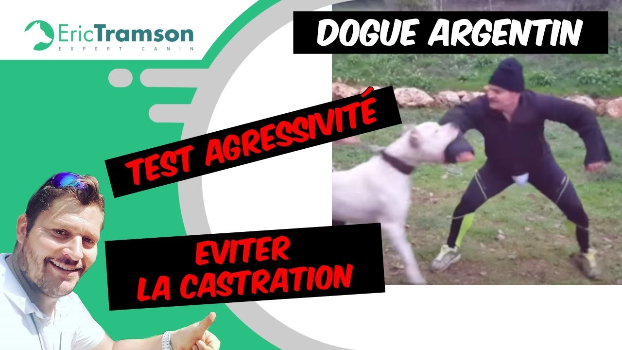 TEST AGRESSIVITÉ CHIEN  DOGUE ARGENTIN EVITER LA CASTRATION (2)/ERIC TRAMSON - YouTube