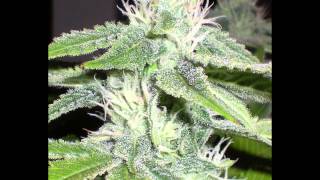 Grow#2 ep17