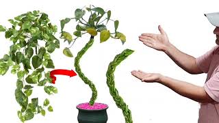 أفكار مثيرة للاهتمام لقطع نباتات البيتوس / أفكار لكسب المال في مجال البستنة