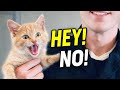 This Cat Got CAUGHT and Started Talking Back 😾🗣️