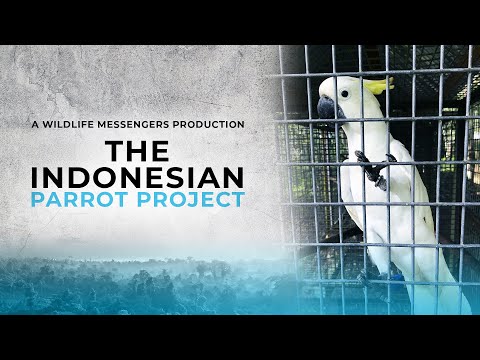 The Indonesian Parrot Project