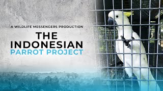 The Indonesian Parrot Project Documentary