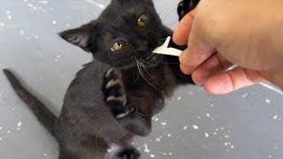 My Kitten is Addicted to Floss Sticks