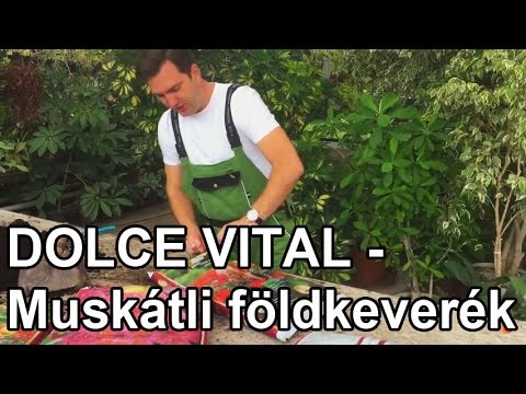 Videó: A nyárfacsemeték ültetése: Tippek fiatal nyárfa ültetéséhez