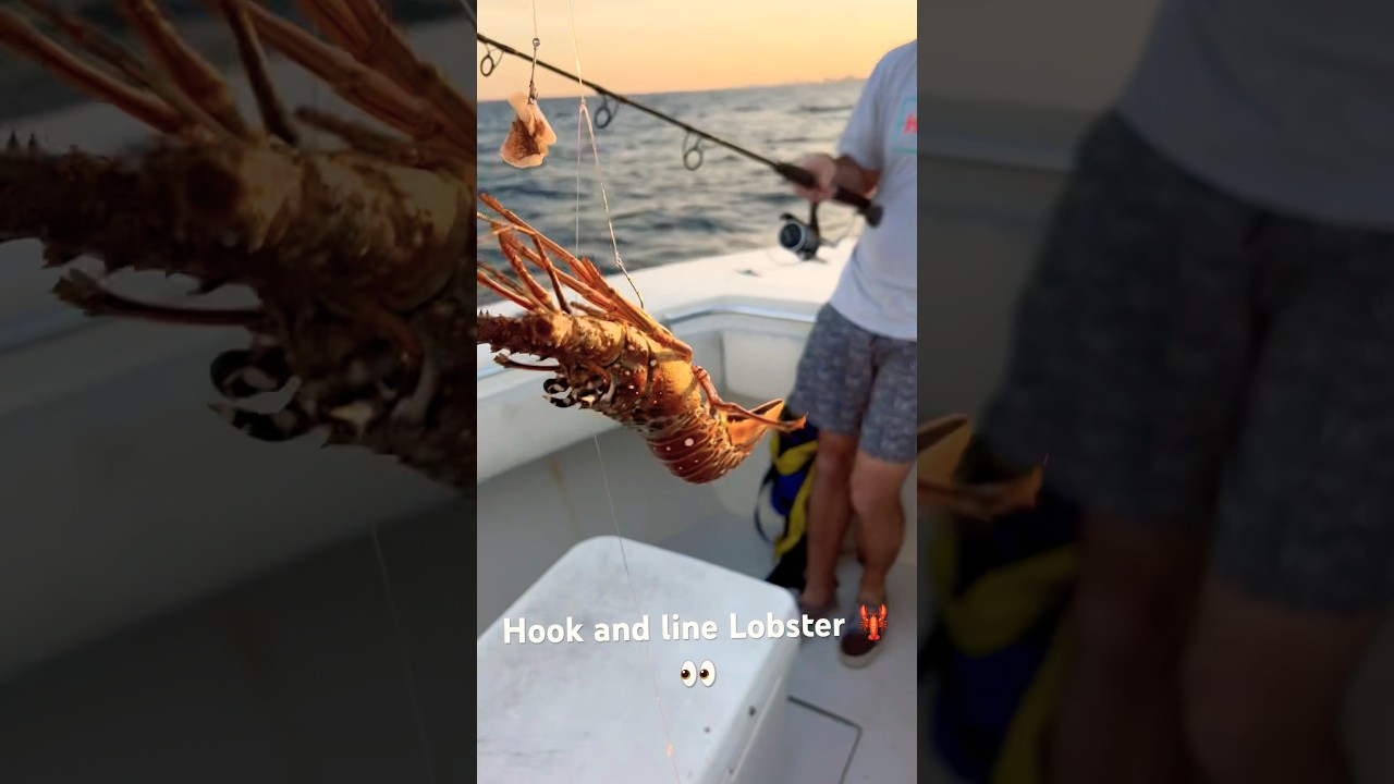 catch lobster with fishing rod hooks Lobster on hook and line?! Chicken rig catches everything 🎣👀 #fish  #outdoors #lobster #fishing