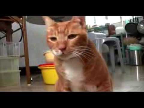 Video: Prehrambene Potrebe Starijih Mačaka