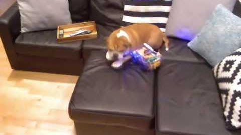 Training my dog with JavaScript