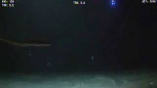 BP Spill Cam: Long EEL