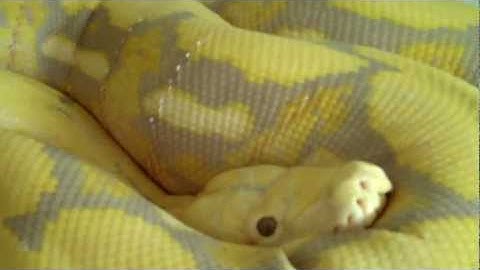 Original Purple Tiger Reticulated Python