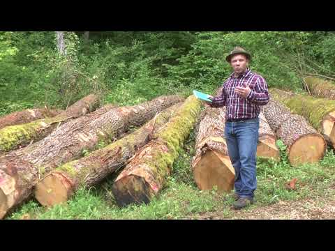 Vidéo: Combien pèse un arbre de 60 buis ?