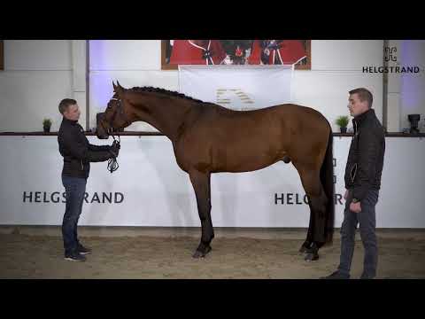 Fynch Hatton by Formel Eins / Sir Donnerhall I – stallion born 2016 (ENG)