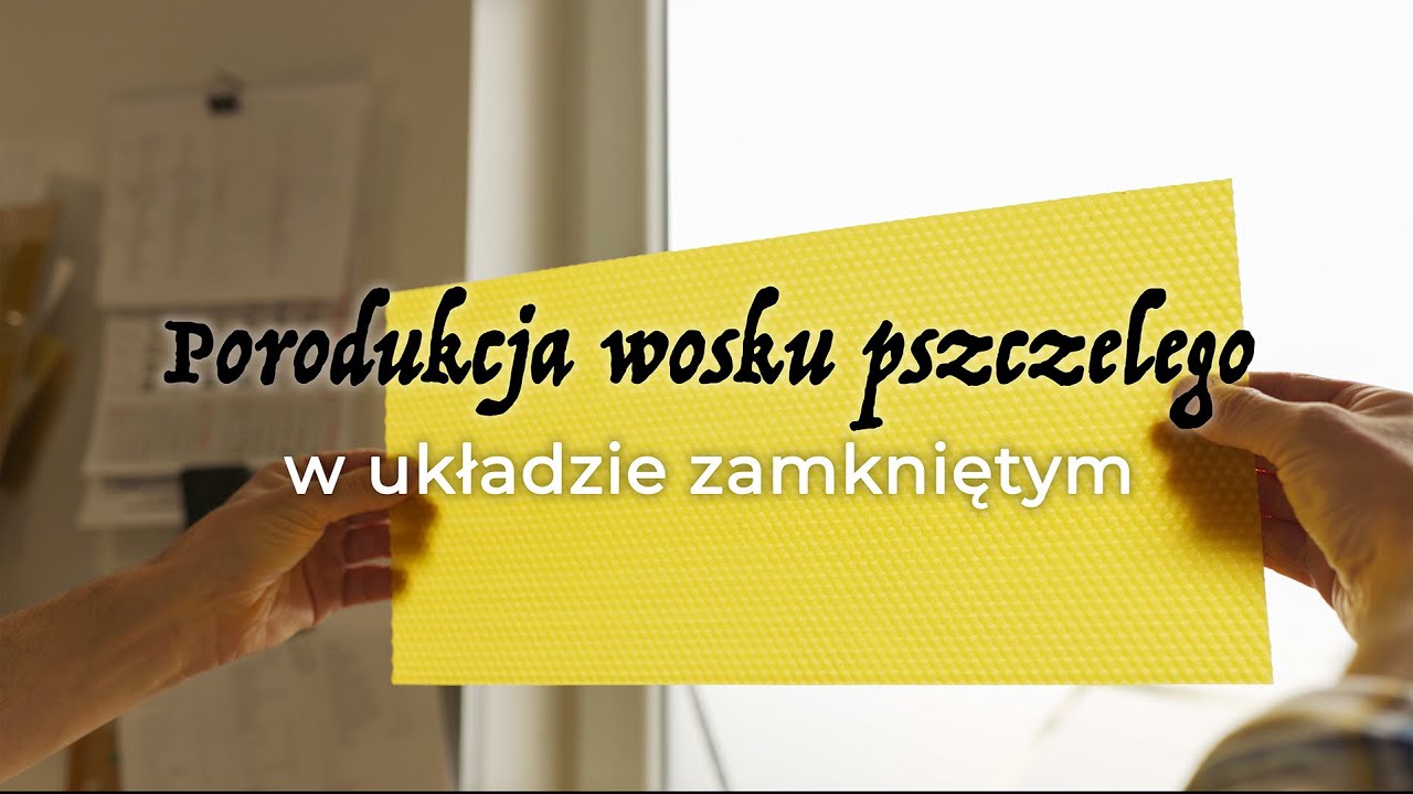 Produkcja węzy pszczelej w układzie zamkniętym - Miód Podkarpacki