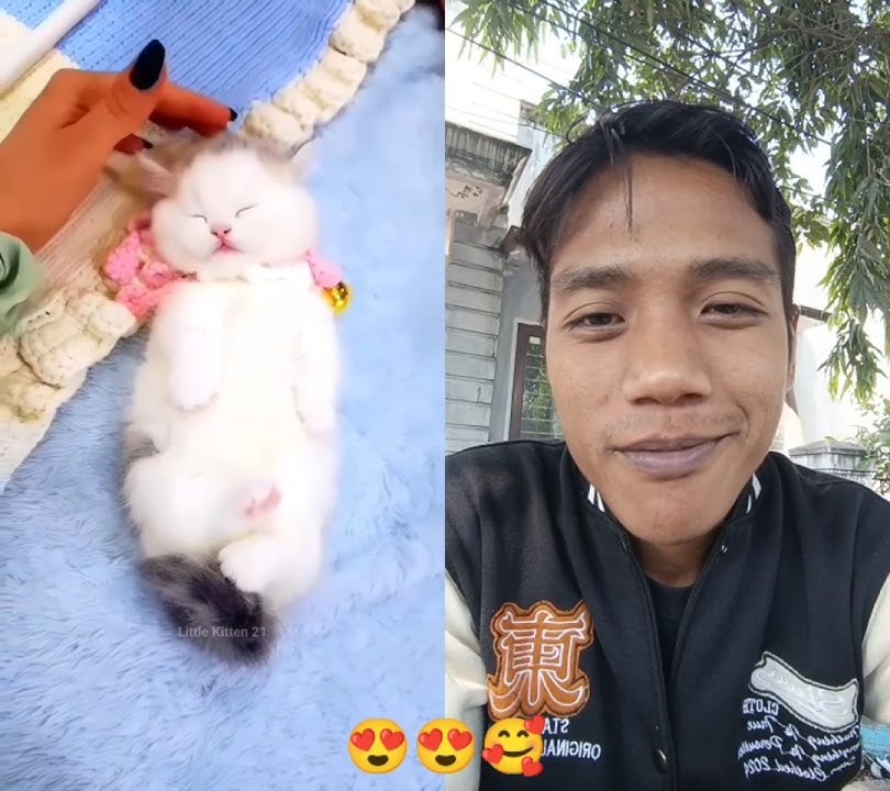 owhh.. so cute 😍 #cat #kitten #cute #cutecat #funny #catvideos #catlovers