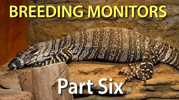 Breeding monitors in captivity Part Six: Ovulation