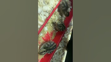 Little Bitty Quail Brooder