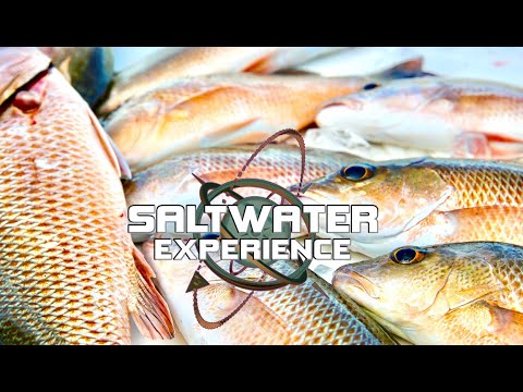 Catching *BIG MANGROVE SNAPPERS* in the FLORIDA KEYS | Saltwater Experience