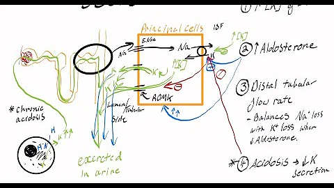 Renal potassium handling: Outline the mechanisms by which the kidneys maintain potassium homeostasis