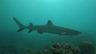 Pêche sous marine raiatea | 2026