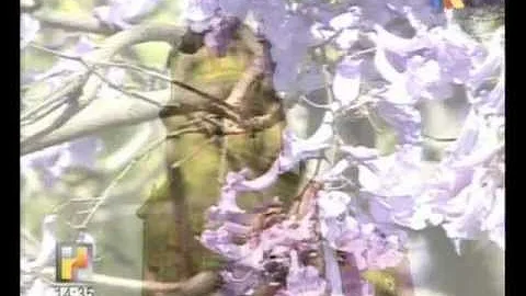 Las Jacarandas (Minerva Contreras).wmv