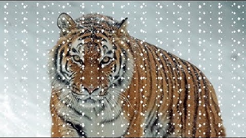 How To Create Snow fall Animation , Css Snow Fall Effect, Snow Html Code, Snow Falling Animation
