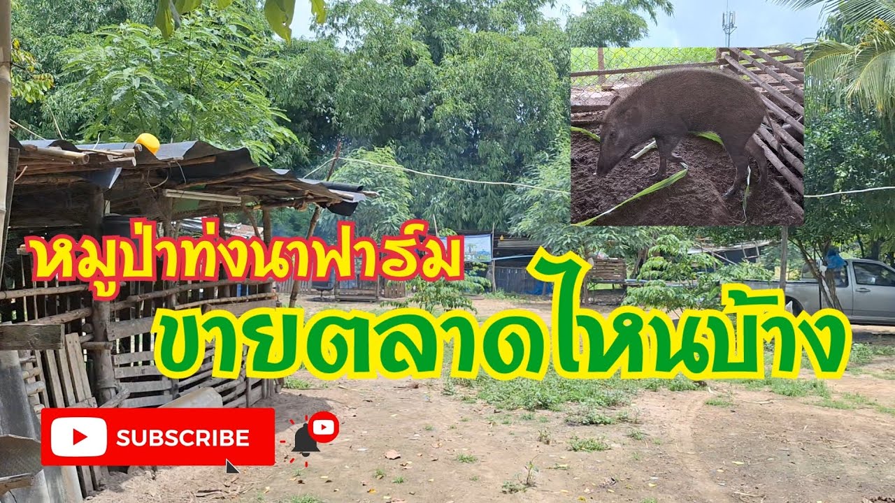 หมูป่าท่งนาฟาร์ม ขายตลาดไหนบ้าง!!!#หมูป่าท่งนาฟาร์ม