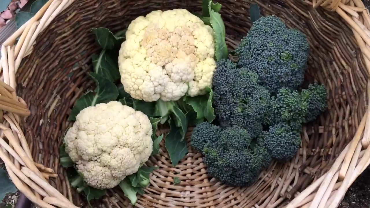 Harvesting Cauliflower and Broccoli from my backyard organic garden