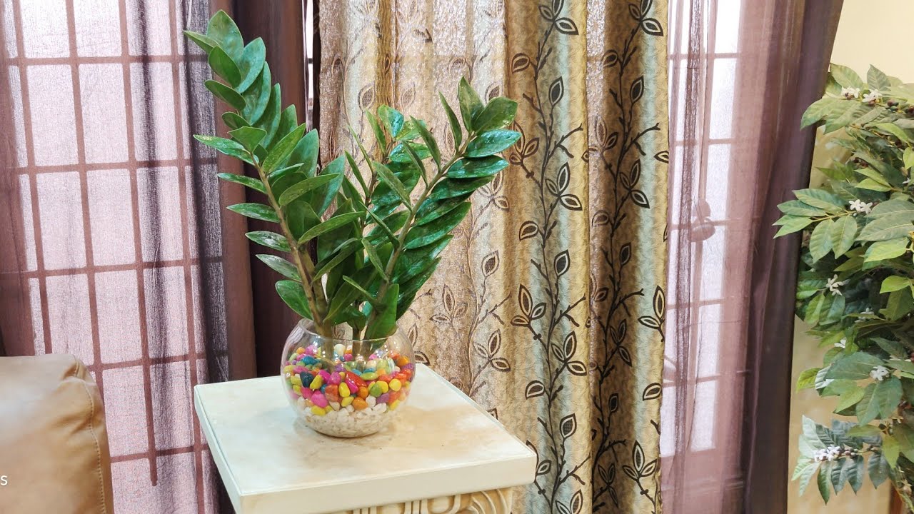 Grow your plants in a glass bowl YouTube