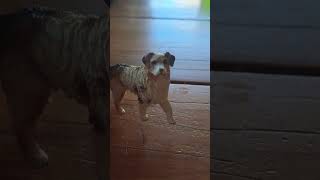 I'm not cute anymore🎀✨️🪩 #schleich #schleichdog #shorts #imnotcuteanymore #cute