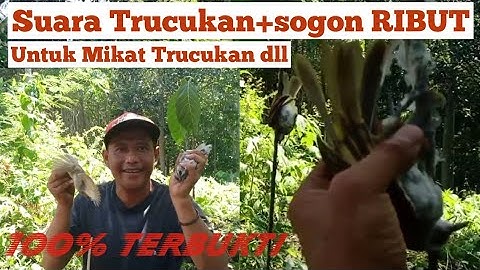 Suara Burung Trucukan+Sogon Ribut || Untuk Mikat Trucukan dll 100%Ampuh