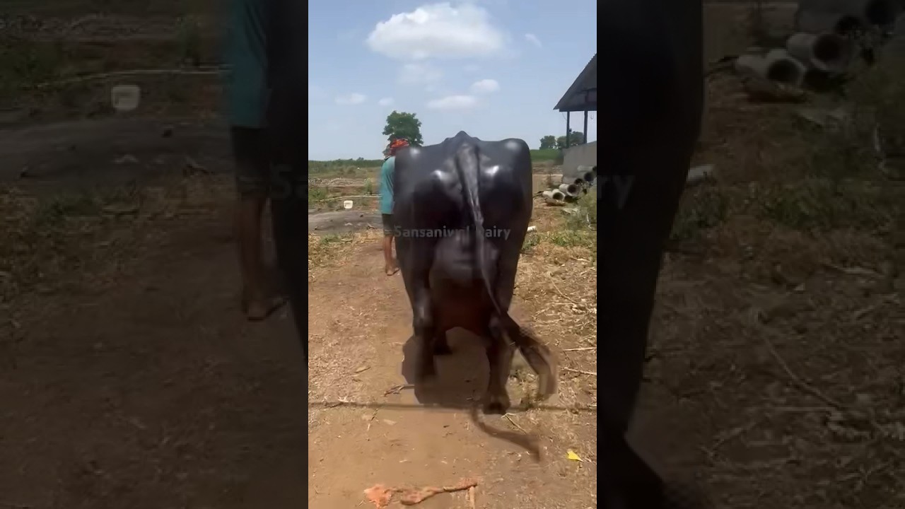 Biggest Udder Buffalo🌹🌹Subscribe Channel