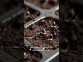 How to Grow Strawberries From Seed (Step by Step)
