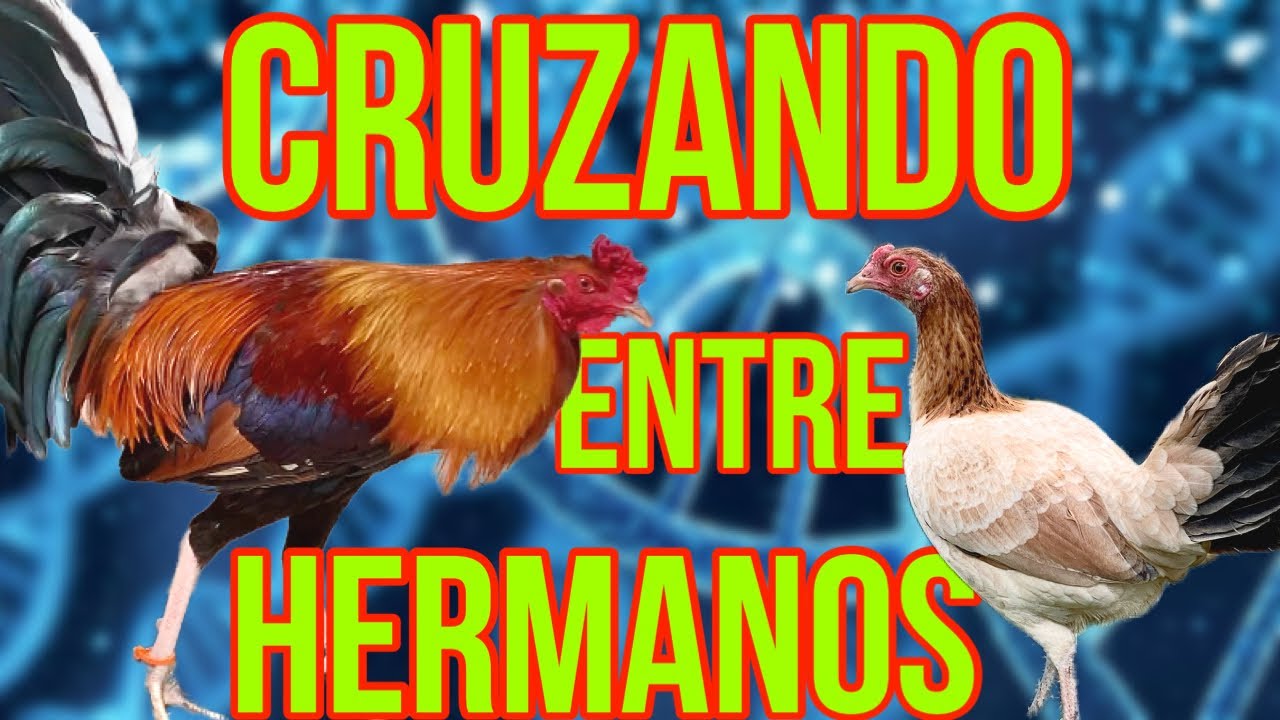 CRUZANDO ENTRE HERMANOS...