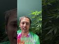 How to make your weed not smell