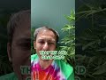 How to make your weed not smell