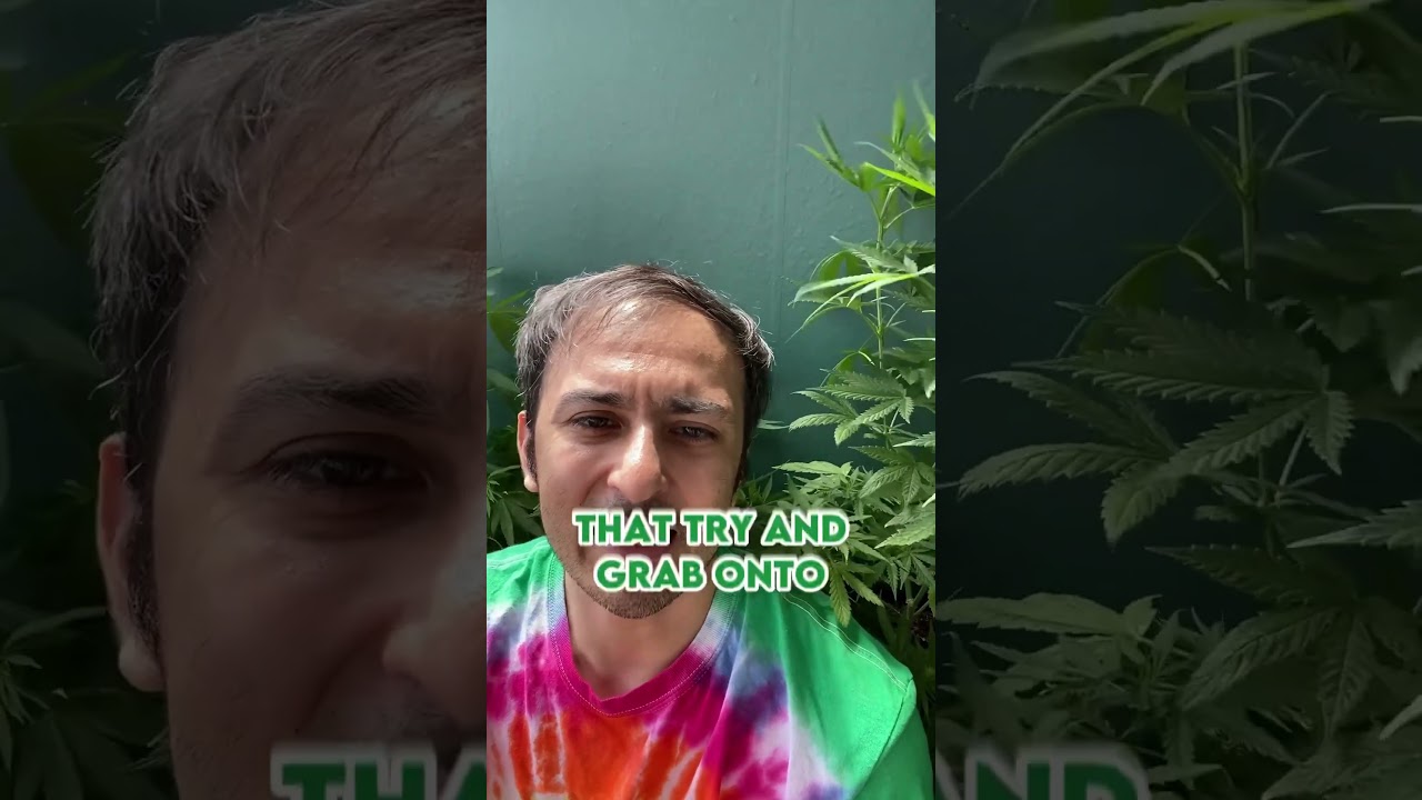 How to make your weed not smell