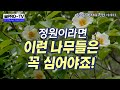 꽃이 아름다운 정원수 15선, 숲프로 TV Mp3 Song