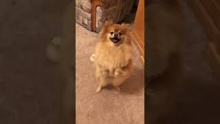 pomeranian dog dancing funny | happy dance  cute dogs