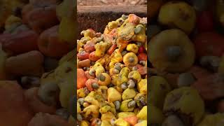 This is how cashew fruit liquor is made in India. #cashews #alcohol #India