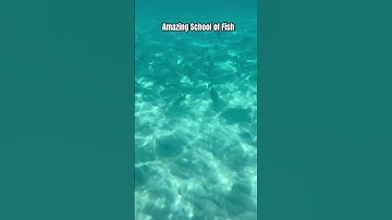 Amazing School of Fish #shorts #asmr #fish #travel #subscribe #viralvideo