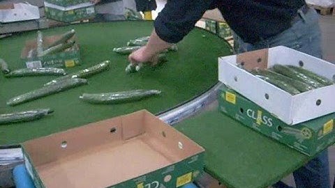 Komkommer verwerking machines, Vito komkommer sealer