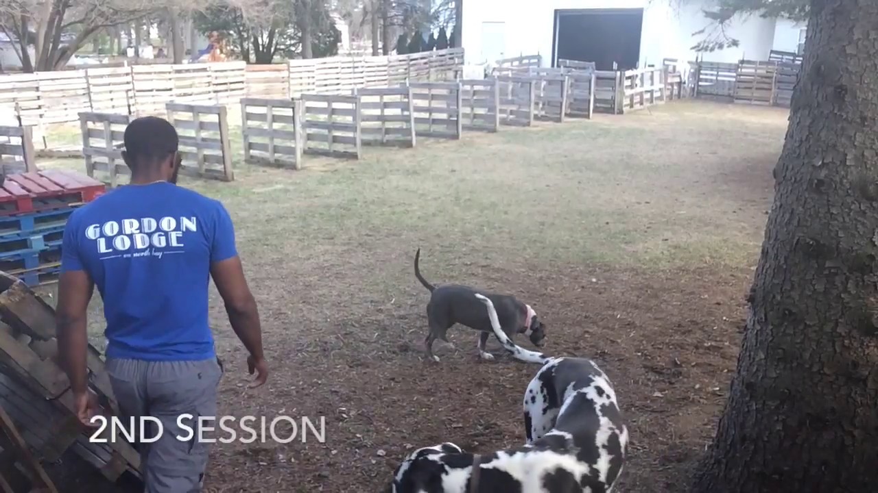 Huge Aggressive Great Dane Social Work W/Audio
