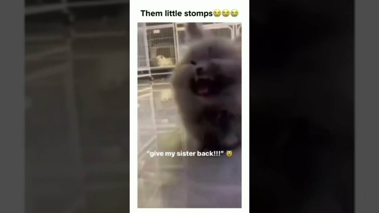 Funny and Cute Animals Part 6 #shorts #viral #animals