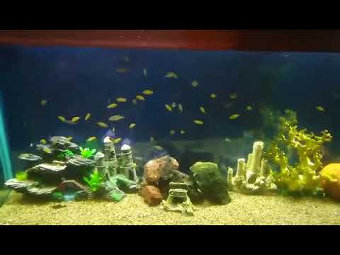 თევზები ჩემი ჰობია #თევზები