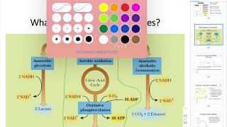 CHEM205 Chapter17 Glycolysis Part3