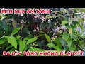 MẬN NHÀ AN TÁNH CALIFORNIA SAU GẦN 1 THÁNG MẤY KHÔNG BÓN PHÂN RA SAO?
