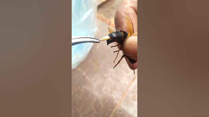 Hombre le quita un parásito a un Avispón Europeo
