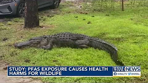 Study shows how PFAs in air, soil hurt wildlife