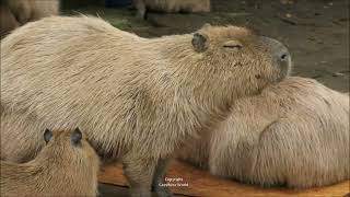 Never Seen Before: Inside the Amazing Mouth of a Capybara
